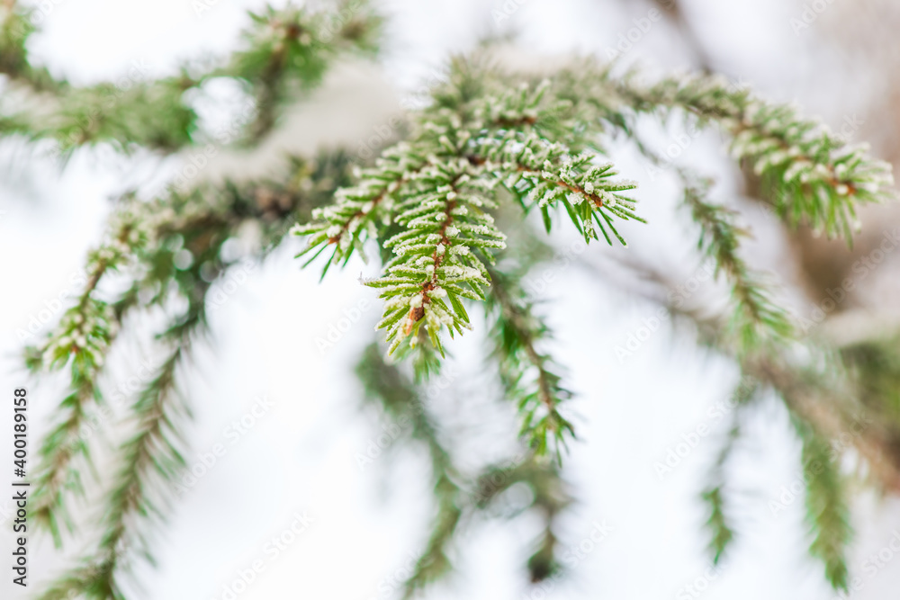 A branch of a coniferous tree sprinkled with snow in the forest close-up in winter