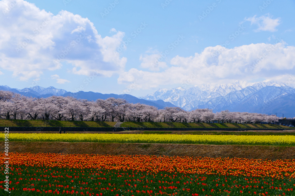 春の四重奏、舟川べり桜並木と北アルプス。朝日、富山、日本。４月中旬。