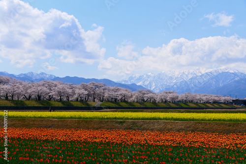 春の四重奏、舟川べり桜並木と北アルプス。朝日、富山、日本。４月中旬。