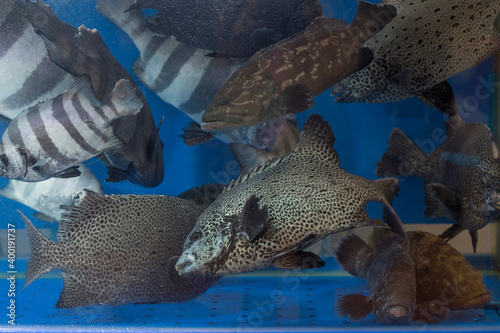 spotted parrot fish, rock bream in the market. photo