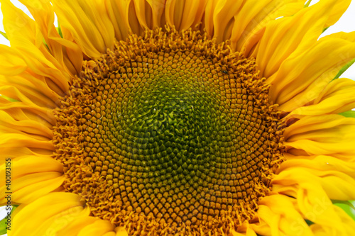 sunflower close-up