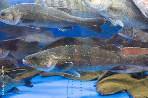 Live Sea bass fish in water tank at market.