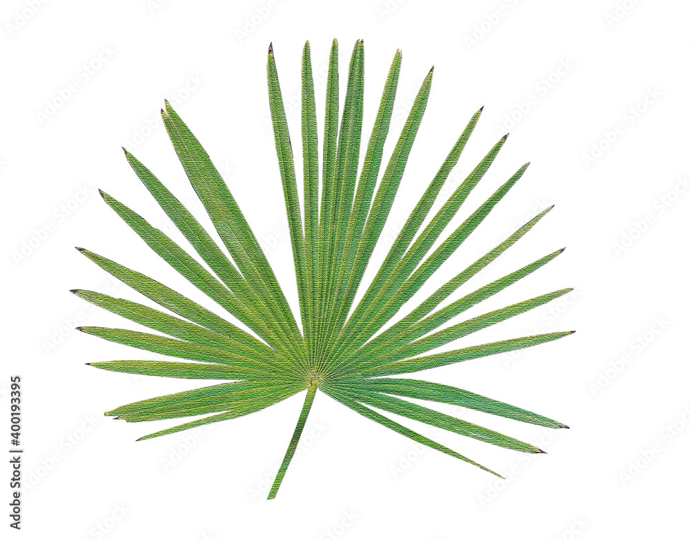Chinese fan palm isolated on white background Chinese fan palm isolated on white background