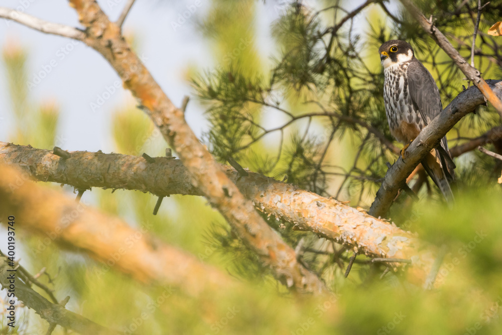Eurasian Hobby - Baumfalke - Falco subbuteo ssp. subbuteo, Russia (Baikal), adult Eurasian Hobby - Baumfalke - Falco subbuteo ssp. subbuteo, Russia (Baikal), adult