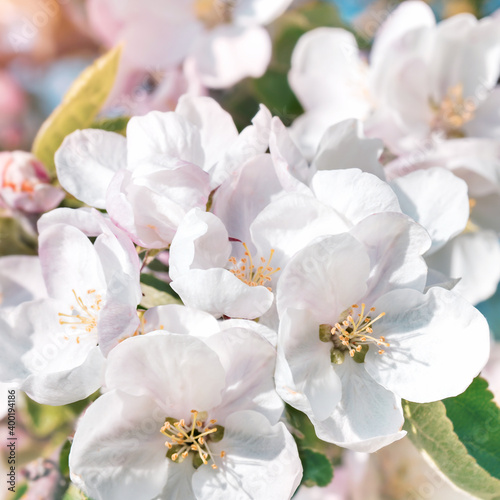 Spring or summer festive blooming with white flowers fruit tree branches against baby blue sky with sun light flares and bokeh. Fresh floral background with copy space