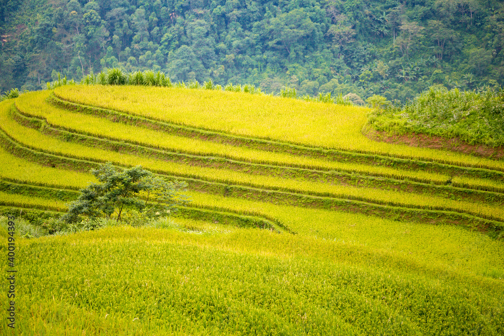 Fototapeta premium Beautiful view of Rice terrace and houses at Hoang Su Phi. Viewpoint in Hoang Su Phi district, Ha Giang province, Vietnam