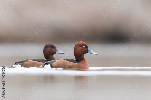 Ferruginous Duck - Moorente - Aythya nyroca, Spain (Andalucia), pair, adult photo