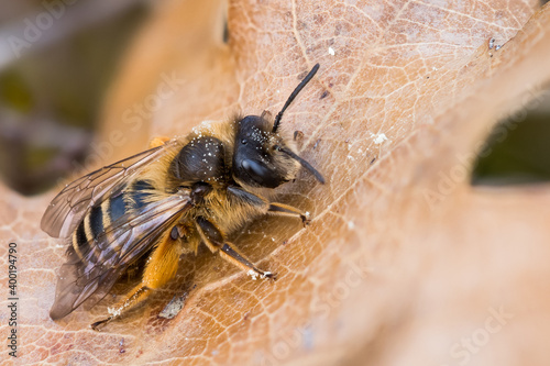 Macro image of an insect photo