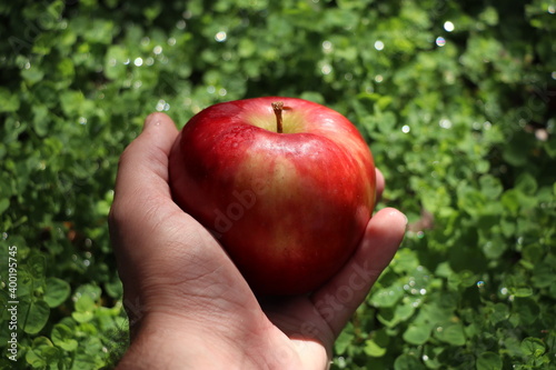 man holding a red apple nature background