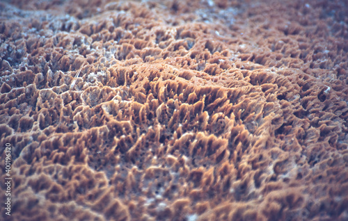 Photos Bacteria and debris in the lake, Yellowstone National Park