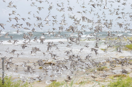 Dunlin - Alpenstrandläufer - Calidris alpina, Germany (Hamburg), at high-tide roost with Sanderling and Red Knot