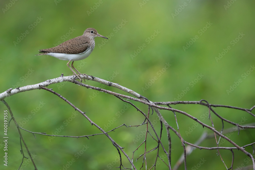 Common Sandpiper - Flussuferläufer - Actitis hypoleucos, Russia (Irkutsk), adult, breeding plumage Common Sandpiper - Flussuferläufer - Actitis hypoleucos, Russia (Irkutsk), adult, breeding plumage
