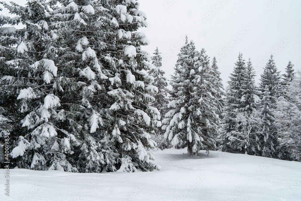 Obraz premium Winterwonderland