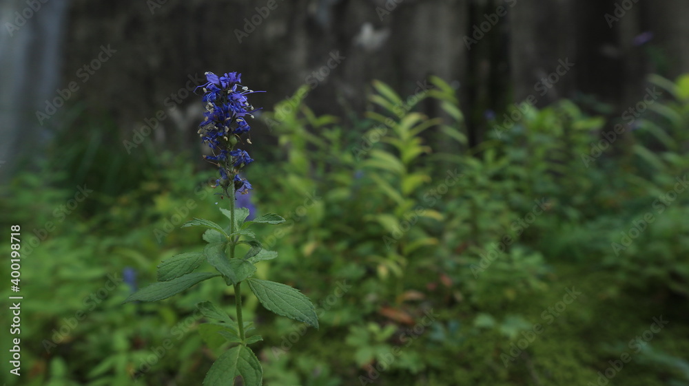 Obraz premium Beautiful blue flowers in autumn