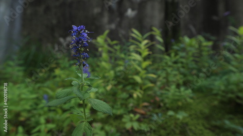 Beautiful blue flowers in autumn