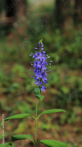 Beautiful blue flowers in autumn