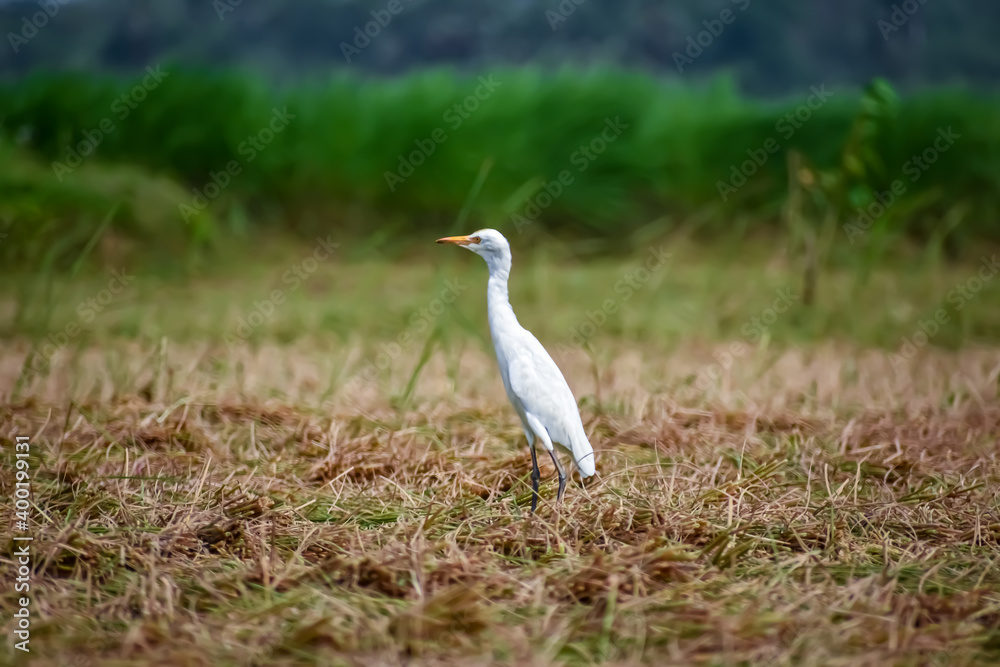 The cattle egret is a cosmopolitan species of heron (family Ardeidae) found in the tropics, subtropics, and warm-temperate zones. The cattle egret is a cosmopolitan species of heron (family Ardeidae) found in the tropics, subtropics, and warm-temperate zones.