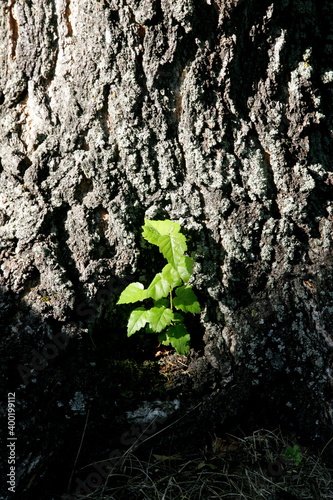 A young and small tree with green leaves grows on the background of an old tree bark. Young green leaves on an old tree. New life concept