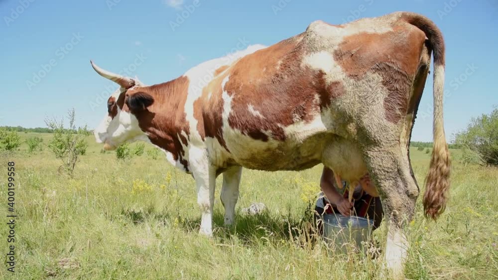 Milkmaid milks a cow in a meadow on a sunny day in the village Milkmaid milks a cow in a meadow on a sunny day in the village