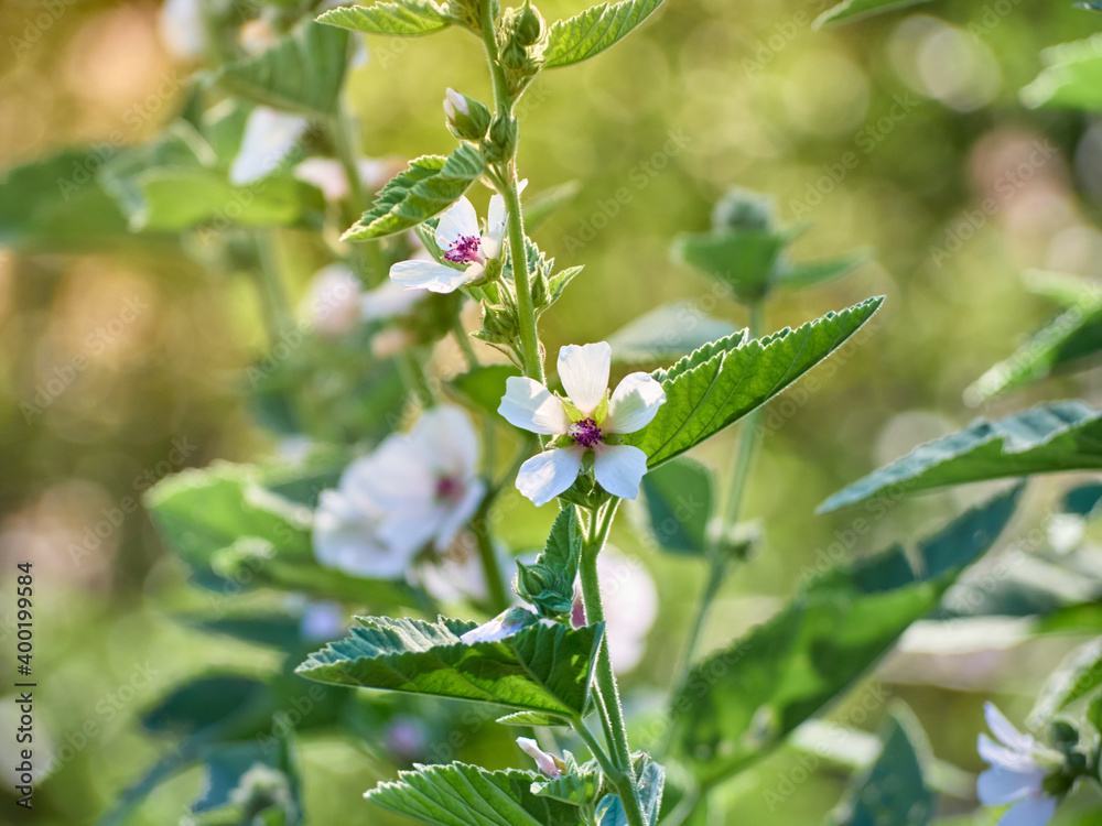 Wild flower Althaea officinalis in the garden.