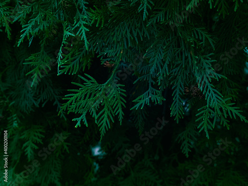 Green thuja tree branches background.