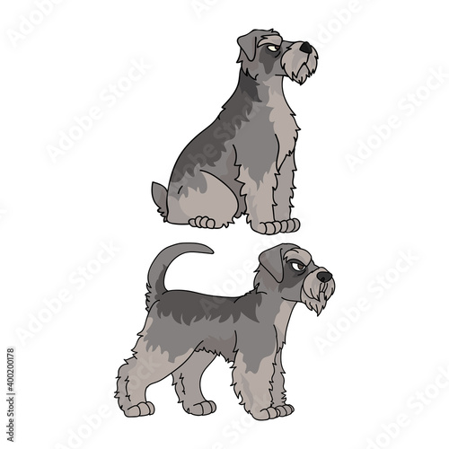 Cute cartoon Schnauzer dog vector clipart. Pedigree kennel doggie breed for kennel club. Purebred domestic puppy training for pet parlor illustration mascot. Isolated canine breed. 
