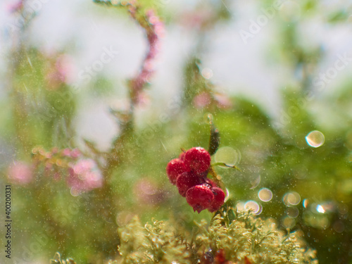 Red ripe lingonberry on natural forest background