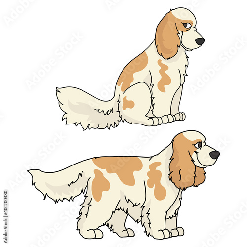 Cute cartoon Cocker Spaniel dog vector clipart. Pedigree kennel doggie breed for kennel club. Purebred domestic puppy training for pet parlor illustration mascot. Isolated canine breed. 