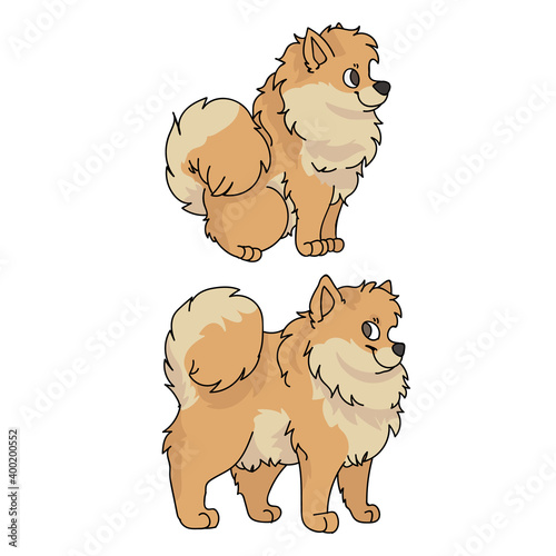 Cute cartoon Pomeranian dog vector clipart. Pedigree kennel doggie for pet parlor. Purebred domestic spitz puppy training for kennel club illustration mascot. Isolated canine breed. 