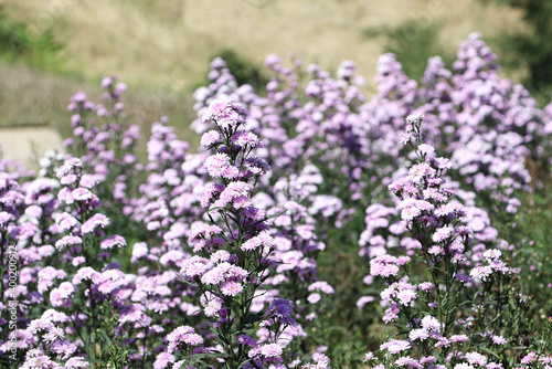 View of verbena flowers in the garden. purple flowers