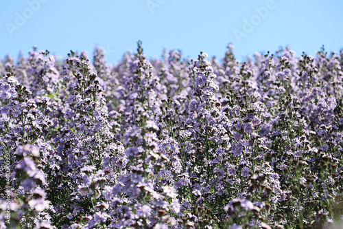 View of verbena flowers in the garden. pink flowers