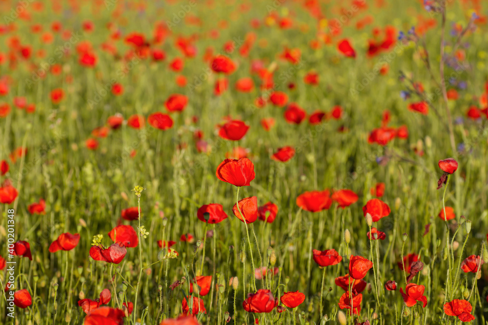 Red poppy flowers