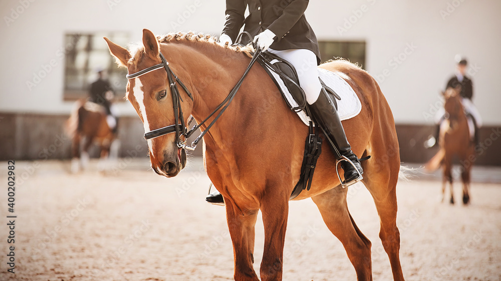 Obraz premium A sorrel horse with a braided mane and a rider in the saddle gallops on the arena, where there are two more competitors in the competitions. Workout. Equestrian sports and dressage. Horse riding.