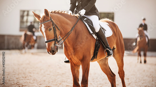 A sorrel horse with a braided mane and a rider in the saddle gallops on the arena, where there are two more competitors in the competitions. Workout. Equestrian sports and dressage. Horse riding.