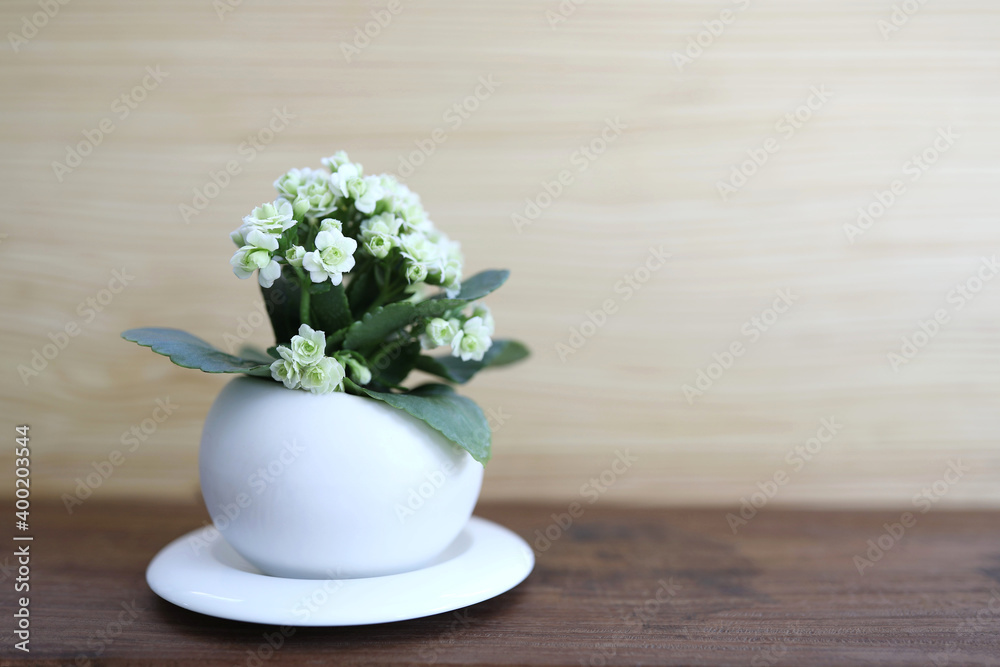 Florist Kalanchoe in a white pot
Florist Kalanchoe in a white pot