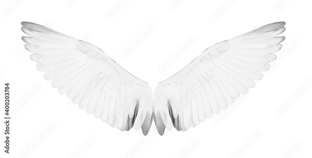 Fototapeta premium White bird wings on white background.