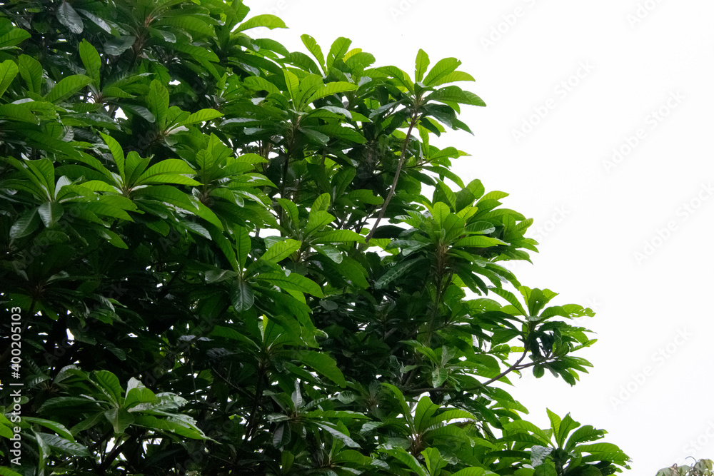 Branches and leaves of a large tree in a botanical garden in rural Guatemala, natural air filter, oxygen supplier.