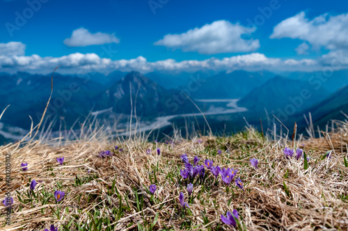 Snowdrops on the top of the mountain, Friuli-Venezia Giulia, Italy