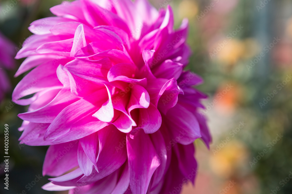 Macro Photograph of Pink dahlia flower in real garden. Close-up of red dahlia Macro Photograph of Pink dahlia flower in real garden. Close-up of red dahlia