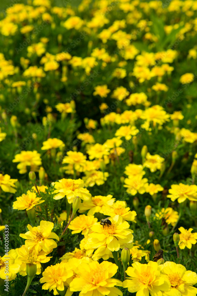 A hard-working bee pollinates a bright yellow flower of marigolds. an incredibly beautiful and detailed macro insect on a delicate beautiful flower. bee pollinates garden flowers