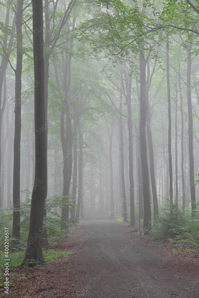 Naklejka premium Buchenwald im Frühnebel