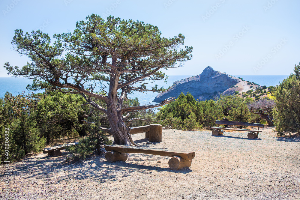 juniper on the hill and wooden benches near the cape juniper on the hill and wooden benches near the cape