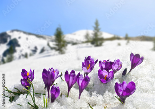Spring landscape of blooming flowers violet crocuses ( Crocus heuffelianus ) on glade in mountains covered of snow. Carpathian mountains © Anastasiia Malinich