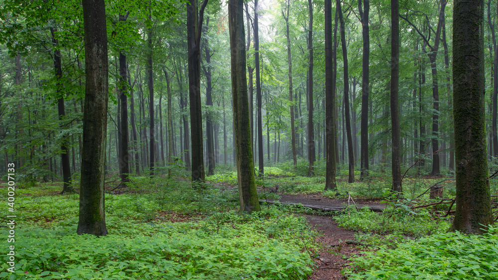 Naklejka premium Buchenwald