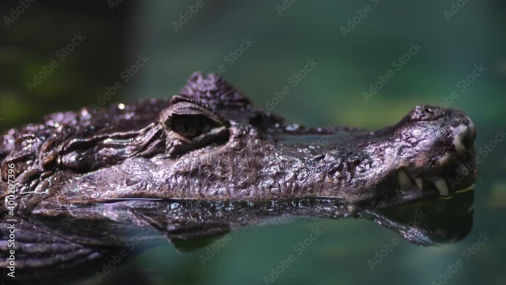 Close up of crocodile in water. Dangerous predator swims with other fish in water. Close up of crocodile in water. Dangerous predator swims with other fish in water.