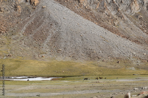 a flock of sheep in the mountains