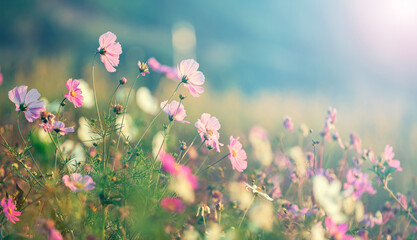 beautiful pink cosmos nature landscape with sunrise