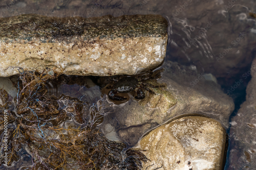 A small dark crab crawls on a log washed up on the Black Sea shore. A small dark crab crawls on a log washed up on the Black Sea shore.