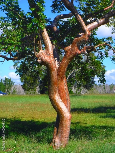 North America, United States, Florida, Collier County, Big Cypress Reservation and Billie Swamp Safari
