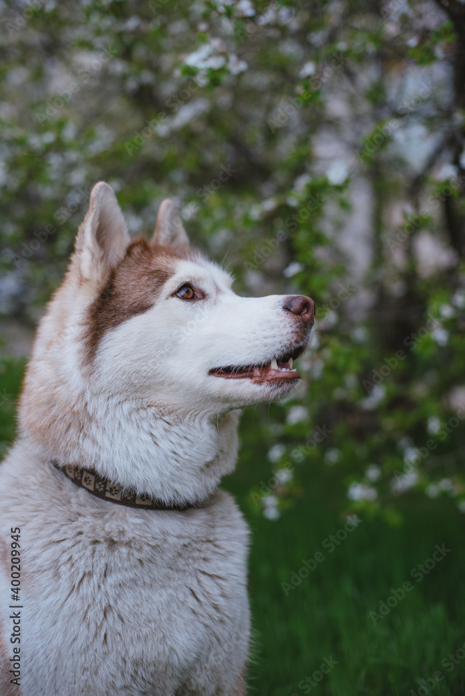 portrait of cute fluffy happy siberian husky dog portrait of cute fluffy happy siberian husky dog